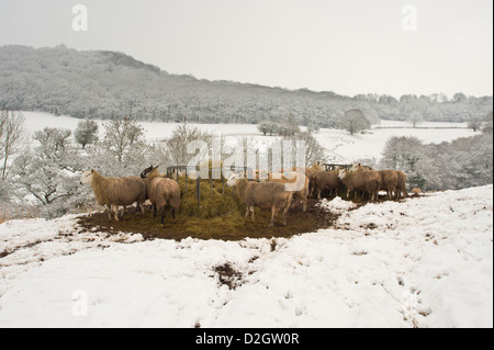 Schafe auf Silage Fütterung Futter Ring auf schneebedeckten Herefordshire Ackerland in der Nähe von Hay-on-Wye Powys Wales UK Stockfoto