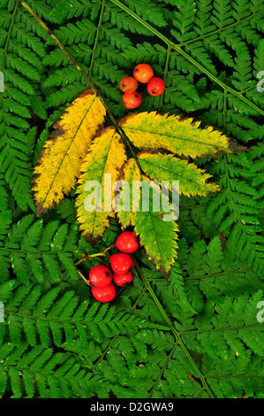 Eberesche Blätter und Beeren auf ein grünen Farn Stockfoto