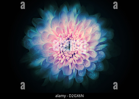Abstrakte schöne Blume Hintergrund, isoliert auf schwarz Stockfoto
