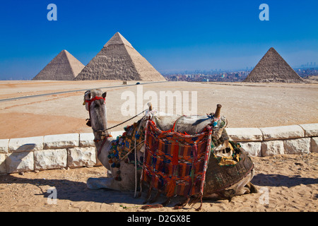 Ein Tourist Kamel blickt in die drei großen Pyramiden von Gizeh Nekropole in Kairo, Ägypten Stockfoto