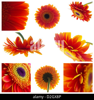 Satz von orange Gerbera Blumen isoliert auf weiss, acht Bilder in einem Stockfoto