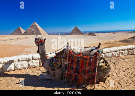 Ein Tourist Kamel blickt in die drei großen Pyramiden von Gizeh Nekropole in Kairo, Ägypten Stockfoto