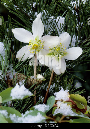 Helleborus Niger Christrose, schwarze Nieswurz, Schneerose, Christrose, Weihnachtsrose (Helleborus Niger) Stockfoto