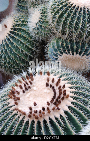 Golden Barrel Cactus (Echinocactus Grusonii), Goldkugelkaktus (Echinocactus Grusonii) Stockfoto