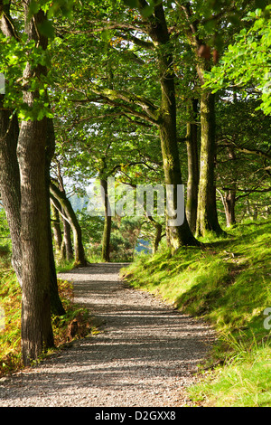 Gefleckte Sonnenlicht auf dem Weg Runde Derwent Water durch Brandelhow Woods, Lake District, Cumbria, England, UK Stockfoto