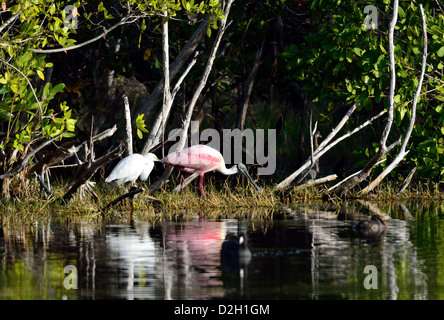 Eine rosige Löffler und andere Wasservögel an einem Teich. Der Everglades Nationalpark, Florida, USA. Stockfoto