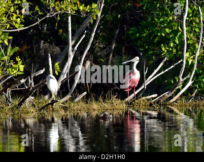 Eine rosige Löffler und andere Wasservögel an einem Teich. Der Everglades Nationalpark, Florida, USA. Stockfoto