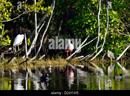 Eine rosige Löffler und andere Wasservögel in der Nähe einer Wasserstelle. Der Everglades Nationalpark, Florida, USA. Stockfoto