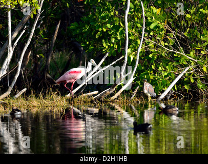 Eine rosige Löffler und andere Wasservögel an einem Teich. Der Everglades Nationalpark, Florida, USA. Stockfoto