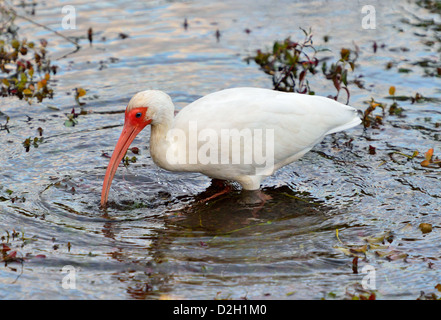 Ein weißer Ibis im Sumpf waten. Der Everglades Nationalpark, Florida, USA. Stockfoto