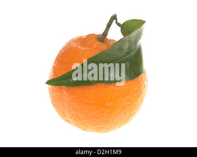 Single Frische, gesunde Reife Traditionelle Weihnachten Clementine oder Tangerine Obst, isoliert weißer Hintergrund, mit Freistellungspfaden und keine Leute Stockfoto