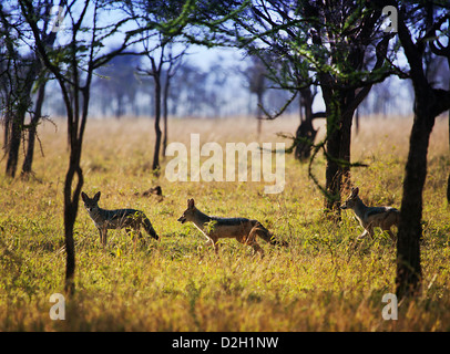 Schakale Gruppe auf Savanne. Safari in der Serengeti, Tansania, Afrika Stockfoto