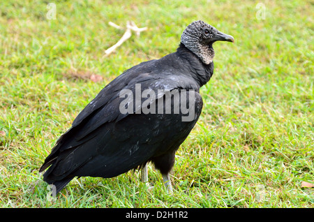 Mönchsgeier (Coragyps Atratus). Der Everglades Nationalpark, Florida, USA. Stockfoto