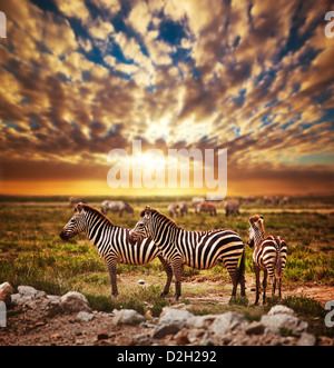 Zebras Herde auf Savanne bei Sonnenuntergang, Afrika. Safari im Serengeti Nationalpark, Tansania Stockfoto