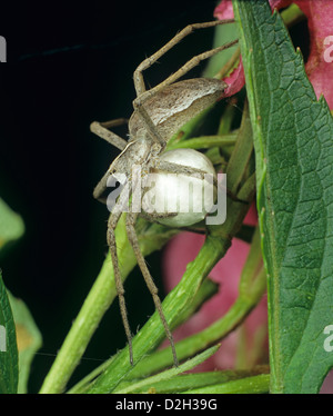 Eine Jagd Spinne, Pisaura Mirabilis, mit ihrem Ei-Masse liegen auf der Lauer nach Beute unter Blättern Stockfoto