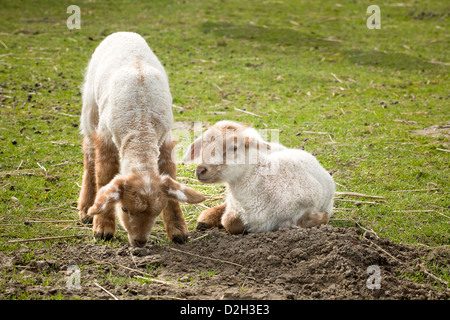 Neugeborene Lämmer wenig Frühling auf der Wiese Stockfoto