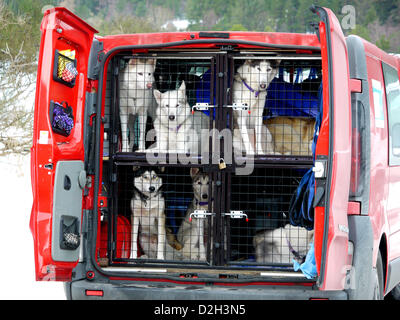 Glenmore Forest, Schottland, UK, 24. Januar 2013.  Siberian Huskies in einem van warten ihrerseits auf die Rennstrecke zu üben kennelled Einrichten von The Siberian Husky Club of Great Britain die 30. Aviemore Sled Dog Rally halten wird 26./27. Januar 2013 an Glenmore Forest in Inverness-Shire, Schottland. Viel Schnee im Bereich bedeutet, dass Hunde aus in ganz Großbritannien-Teams antreten. Bildnachweis: StockShot / Alamy Live News Stockfoto