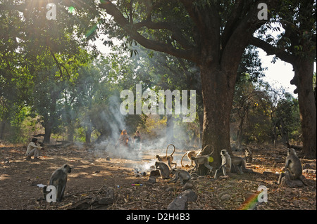 Pilger, die Fütterung Languren Affen in der Nähe von Fort in Ranthambore Nationalpark Stockfoto