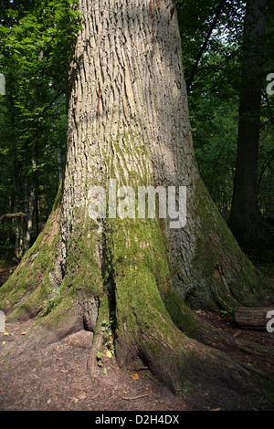 Stamm einer alten Eiche im Białowieża-Nationalpark Bialowieza, Polen, Stockfoto