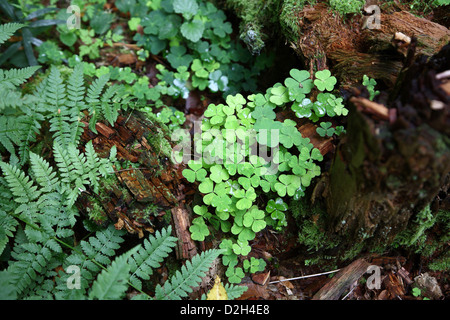 Bialowieza, Polen, Sauerampfer und Farn auf Totholz im Białowieża-Nationalpark Stockfoto