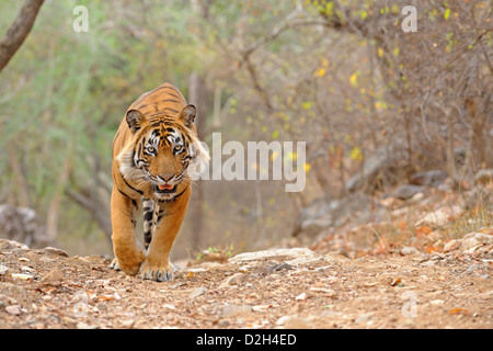 Bengal Tiger zu Fuß in den trockenen Wäldern von Ranthambore Nationalpark Stockfoto