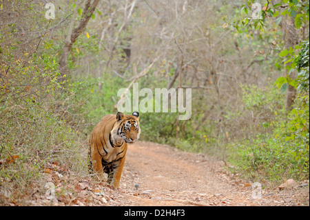 Bengal Tiger zu Fuß in den trockenen Wäldern von Ranthambore Nationalpark Stockfoto