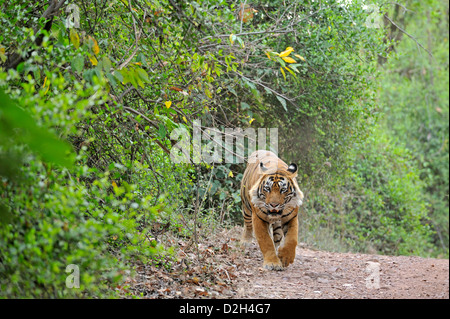 Bengal Tiger zu Fuß in den trockenen Wäldern von Ranthambore Nationalpark Stockfoto