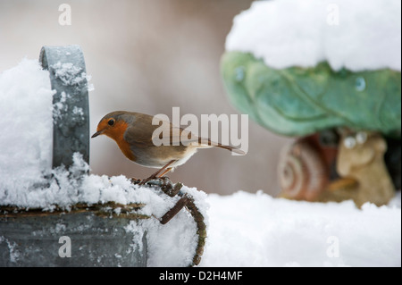 Rotkehlchen (Erithacus Rubecula) thront auf Metall Gießkanne im Garten im Schnee im Winter, UK Stockfoto