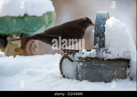 Amsel / eurasische Amsel (Turdus Merula) weiblich thront auf Metall Gießkanne im Garten im Schnee im Winter Stockfoto