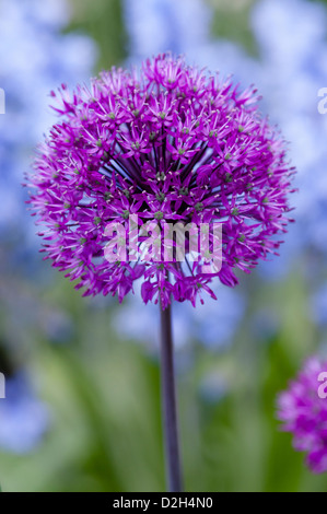 ALLIUM HOLLANDICUM PURPLE SENSATION Stockfoto