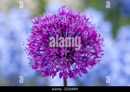 ALLIUM HOLLANDICUM PURPLE SENSATION Stockfoto