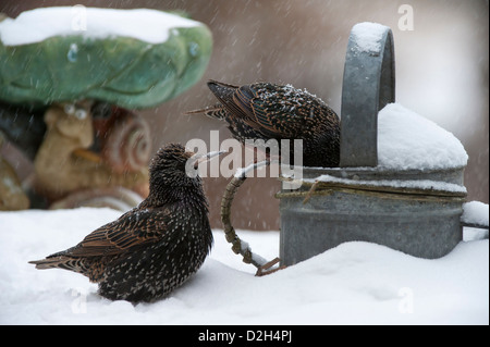 Zwei gemeinsame Stare / European Starling (Sturnus Vulgaris) auf Nahrungssuche am Futtertisch im Garten während der Schneedusche im Winter Stockfoto