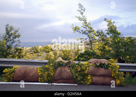 Ernte von Mimosen auf die Riviera in Frankreich Stockfoto