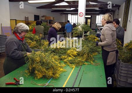 Ernte von Mimosen auf die Riviera in Frankreich, so dass Blumensträuße Workshop. Stockfoto