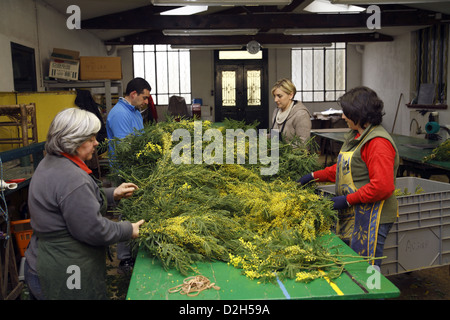 Ernte von Mimosen auf die Riviera in Frankreich, so dass Blumensträuße Workshop. Stockfoto