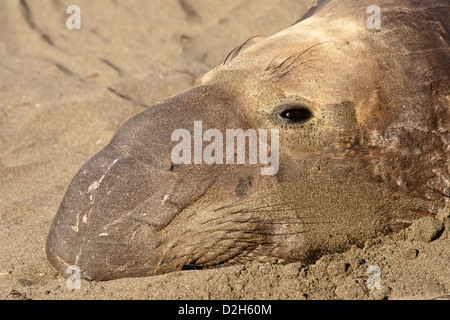 Nördlichen See-Elefanten Bull ruht auf Strand-Piedras Blancas, California, USA. Stockfoto