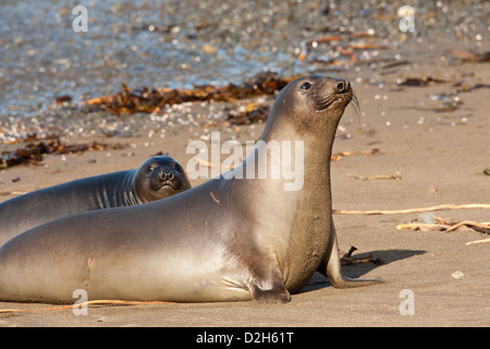 Nördlichen Elefant Dichtung Mutter und Welpe am Strand-Piedras Blancas, California, USA. Stockfoto