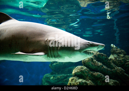 Albufeira, Portugal, ein Hai in einem Aquarium im Zoo Marine Stockfoto