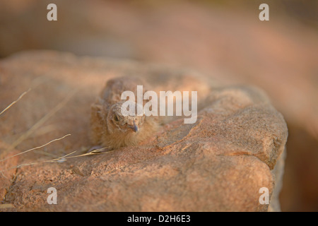 Bemalte Sandgrouse Küken (Pterocles Indicus) auf einem Felsen im Ranthambhore Stockfoto