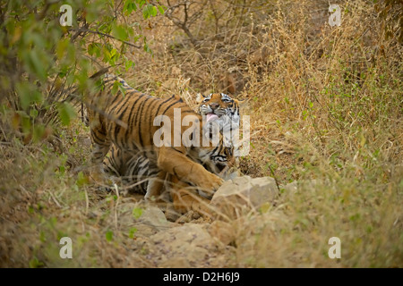 Tiger-Familie - Mutter und ein Jungtier - spielen im Ranthambhore National park Stockfoto