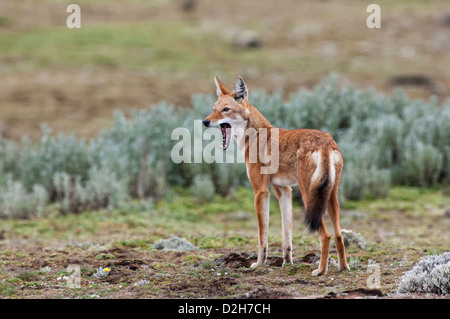 Äthiopischer Wolf (Canis Simensis), Bale-Mountains-Nationalpark, Äthiopien Stockfoto