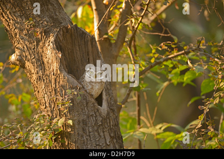 Gefleckte Owlet (Athene Brama) starrte aus seinem Nest in einem Baum Stockfoto