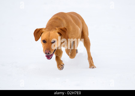 Gelber Labrador spielt im Schnee Gelber Labrador spielt im Schnee