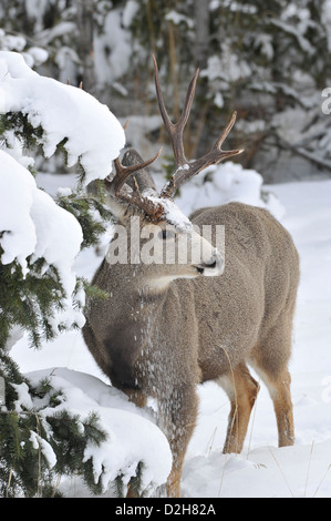 Ein Mule Deer buck stehen im tiefen Winterschnee Stockfoto