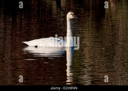 Trompeter Schwan (Cygnus Buccinator) Erwachsenen Kreuzfahrt auf dem Fluss Nanaimo, Vancouver Island, BC, Kanada im Dezember Stockfoto