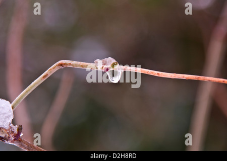 Nahaufnahme einer Baum-Knospe mit Schneeschmelze ruht auf den Zweig und ein klares Wassertropfen befestigt bereit zum Abtropfen im Winter, UK Stockfoto