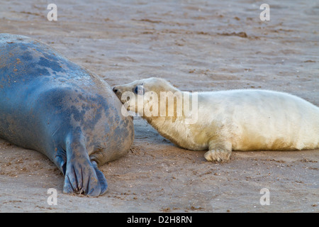 Grey seal Pup Spanferkel auf Kegelrobben Kuh Stockfoto