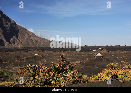 Weinreben und Häuser im Dorf Portela in Cha Das Caldeiras auf der Insel Fogo, Kap Verde, Afrika Stockfoto