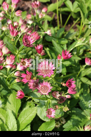 Sterndolde, große Sterndolde, Astrantia major 'Roma', Apiaceae (Umbelliferae). Blumen in Europa und Westasien heimisch. Stockfoto