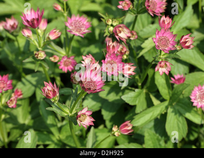 Sterndolde, große Sterndolde, Astrantia major 'Roma', Apiaceae (Umbelliferae). Blumen in Europa und Westasien heimisch. Stockfoto